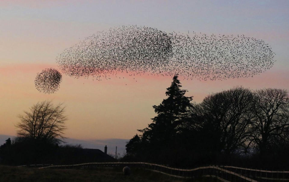 Ein Schwarm Stare bei einem Formationsflug in der Nähe von Gretna Green, im Süden von Schottland. (Bild: Owen Humphreys/PA über AP)