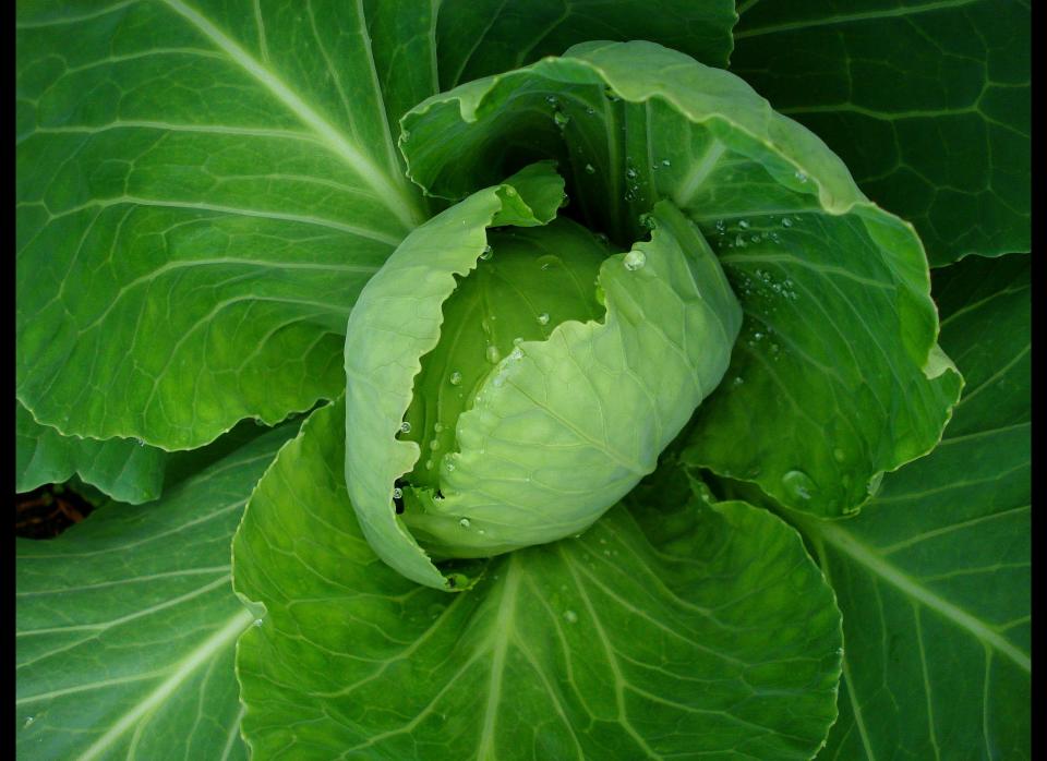 Scientists have recently taken the gene that programs poison in scorpion tails and combined it with cabbage. Why would they want to create <a href="http://www.nature.com/cr/journal/v12/n2/full/7290120a.html" target="_hplink">venomous cabbage</a>? To limit pesticide use while still preventing caterpillars from damaging cabbage crops. These genetically modified cabbages produce scorpion poison that kills caterpillars when they bite leaves — but the toxin is modified so it isn’t harmful to humans.