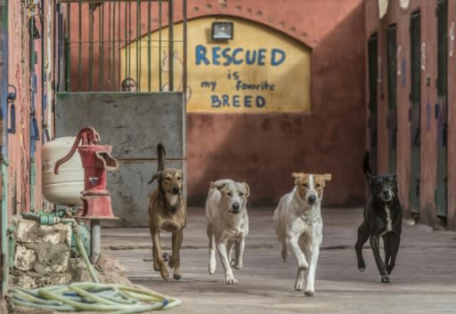 Rubbish is the main reason behind the stray dogs crisis, according to Shehab Abdel-Hamid, the head of Egypt?s society for the prevention of cruelty to animals (SPCA)