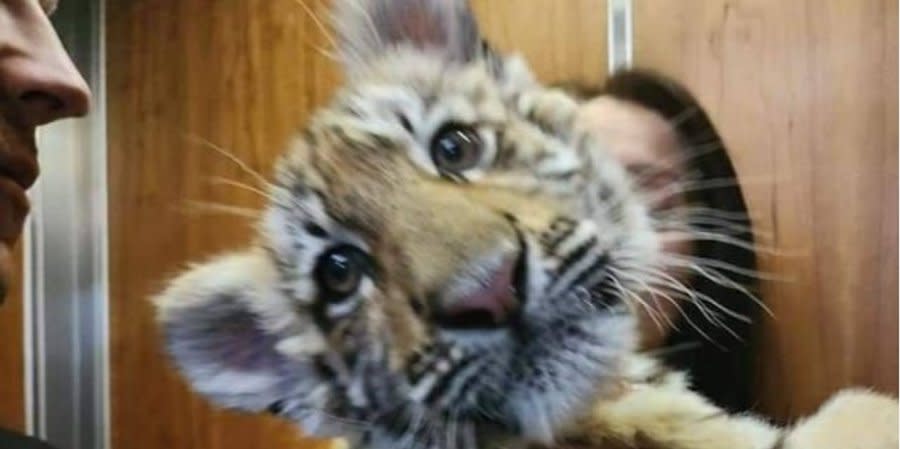 Occupants stole a tiger cub from the destroyed Mariupol