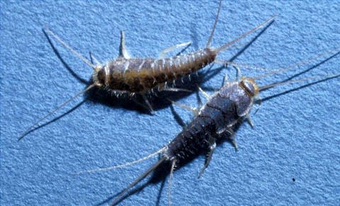 Silverfish typically run quickly and are mostly active at night. In homes, they are commonly found in closets, attics or near bookcases and hide behind baseboards or casings around doors and windows.