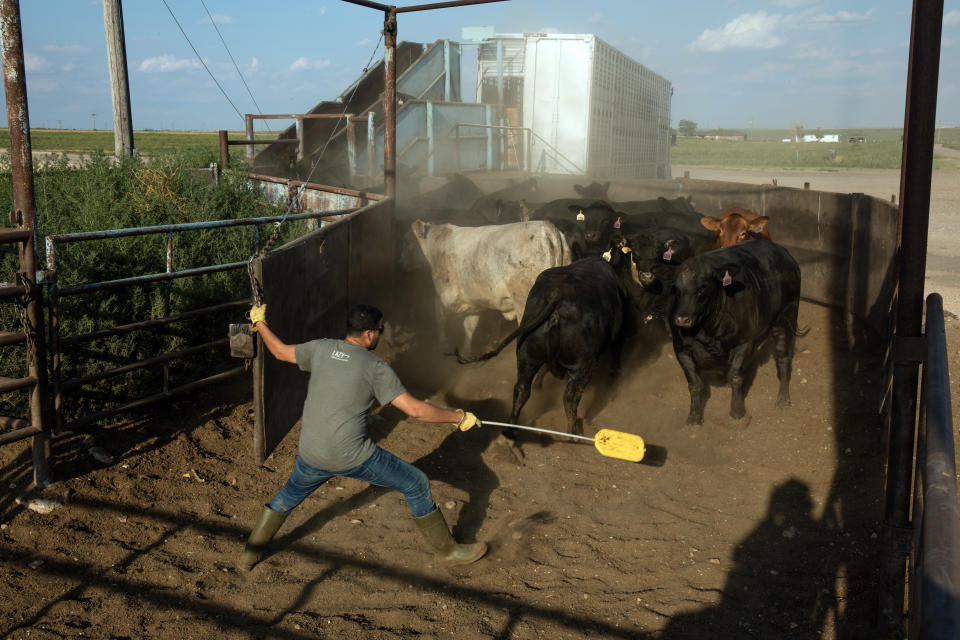 Es difícil de precisar la cantidad exacta de pollos, vacas y cerdos que se transportan en camiones, barcos, aviones y trenes dentro de Estados Unidos porque no existe un sistema nacional de monitoreo del traslado del ganado. (Rory Doyle/The New York Times)