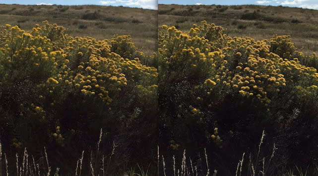 iPhone 5s (left), iPhone 6 Plus (right) side by side photo comparison