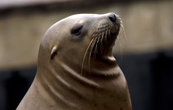 A Sea lion rests on Pier 39 at Fisherman's Wharf on September 11, 2013  in San Francisco. The Sea lions have become a favorite attraction for tourists who visit the area.   AFP PHOTO/Don Emmert        (Photo credit should read DON EMMERT/AFP/Getty Images)