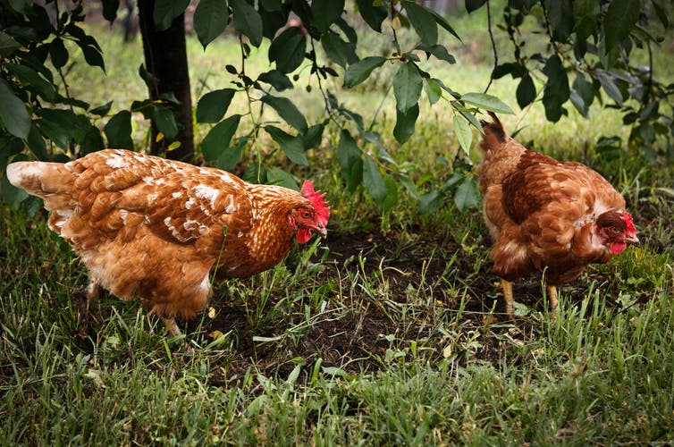 Hens in the garden.