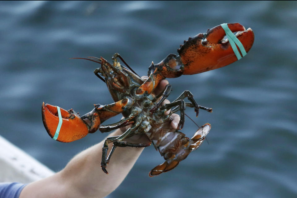 In this Saturday, Aug. 24, 2019 photo, a lobster is held by a fisherman at Cape Porpoise in Kennebunkport, Maine. (AP Photo/Robert F. Bukaty)