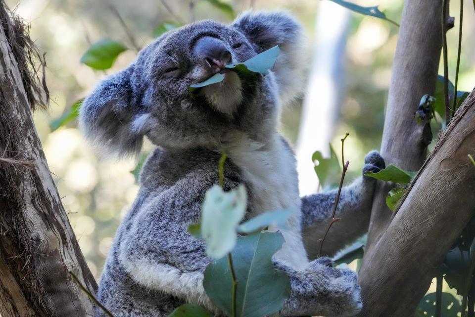 A koala eats gum leaves at a koala park in Sydney, Australia, Friday, May 5, 2023. Australian scientists have begun vaccinating wild koalas against chlamydia in a pioneering field trial in New South Wales. The aim is to test a method for protecting the beloved marsupials against a widespread disease that causes blindness, infertility and death. (AP Photo/Mark Baker)