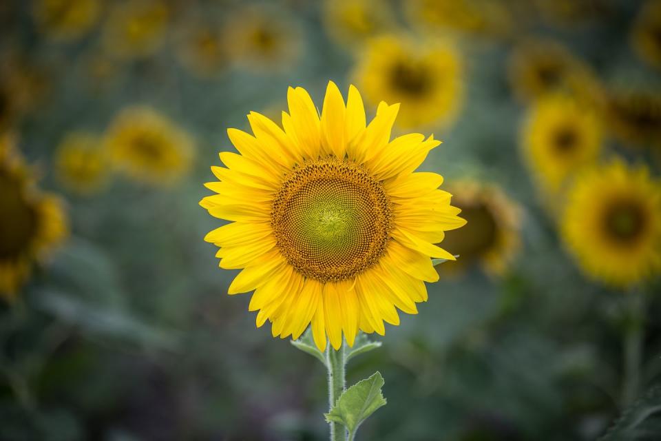 <p>Sunflowers are real sun lovers, and their head follows the sun during the day making sure they get every bit of sunshine they can. At night the head turns to the east ready for the next morning’s sunrise. This is known as 'heliotropism'.</p><p><a class="link " href="https://www.thompson-morgan.com/p/sunflower-high-hopes/KA9987TM" rel="nofollow noopener" target="_blank" data-ylk="slk:BUY SEEDS;elm:context_link;itc:0;sec:content-canvas">BUY SEEDS</a></p><p><a class="link " href="https://www.eflorist.co.uk/sunflowers-pr33013" rel="nofollow noopener" target="_blank" data-ylk="slk:BUY FLOWERS;elm:context_link;itc:0;sec:content-canvas">BUY FLOWERS</a></p>