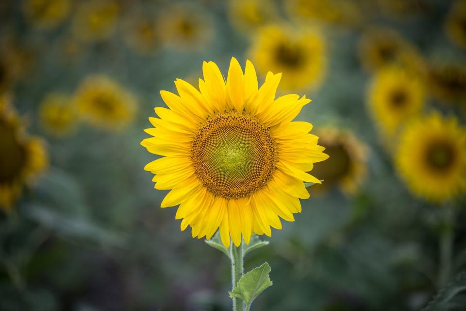 Sunflower