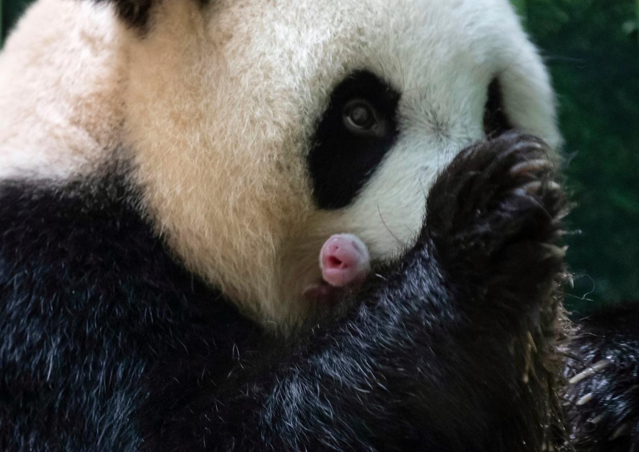 FRANCIA-CHINA-PANDAS (AP)