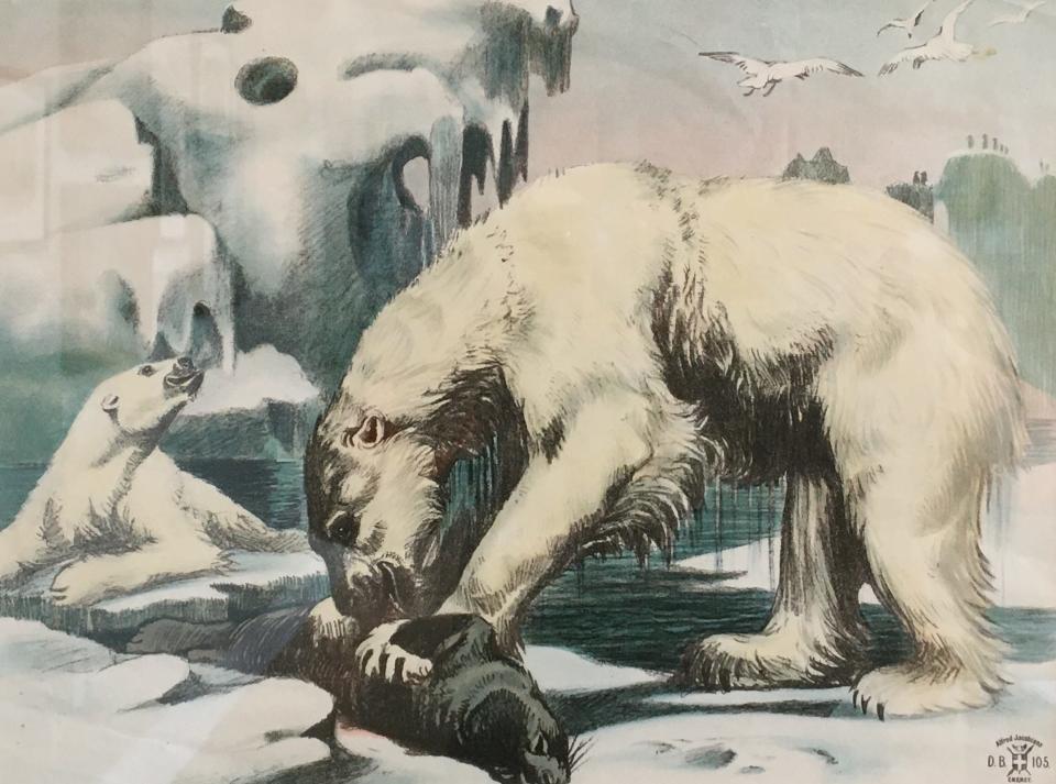 "Polar Bear Eating a Seal," Alfred Jacobson.