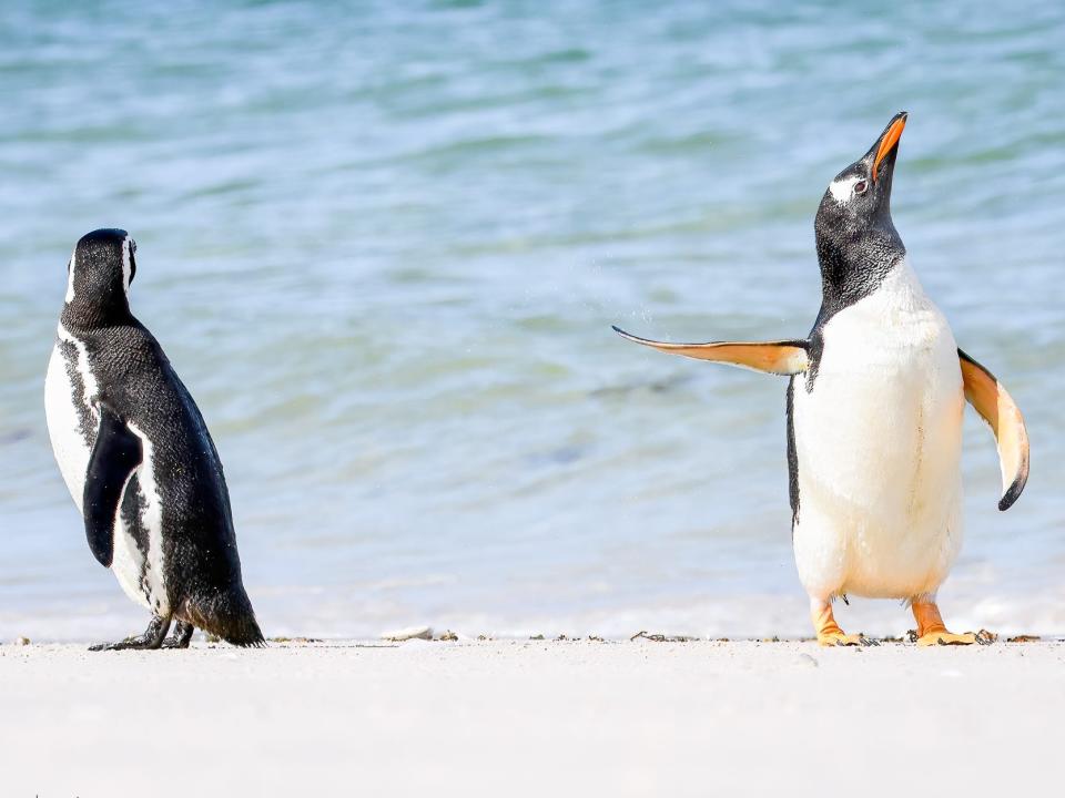 A penguin gestures with his fin at another penguin.