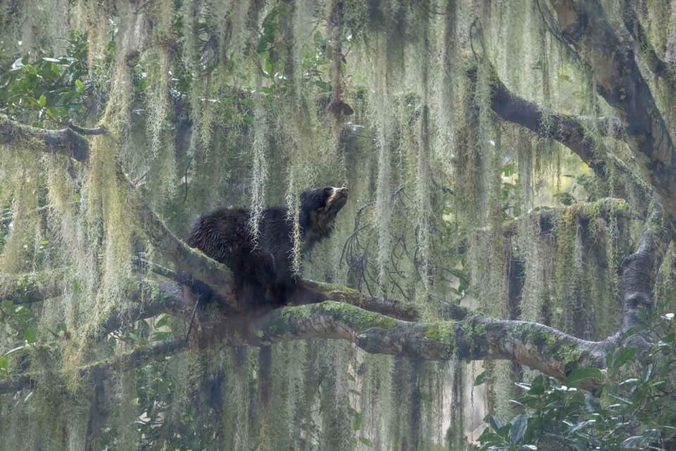 A bear in a tree looking up