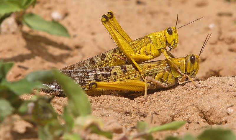 Desert locusts are seen as they mate in a grazing land on the outskirt of Daynile district of Mogadishu