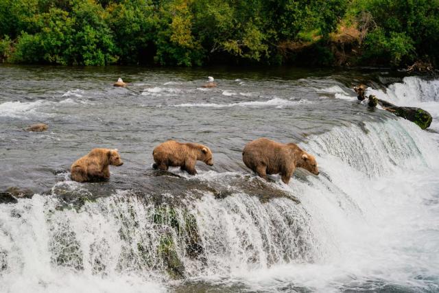 72-year-old man attacked by bear along trail, officials say