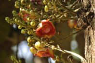 The Cannon Ball Tree (Couroupita guianensis) flowers almost throughout the year and exudes a pleasant smell. The tree is considered sacred in India, the structure of the flower is compared to a 'Shiva linga'. It is locally known as the 'Nagalinga Pushpa' tree. The tree produces woody, spherical fruits that can be huge, almost 25cm in diameter! The flowers and trees grow on the trunk of the tree and not on branches. One specimen inside the Bal Bhavan park in Cubbon Park is fabulous. This tree can also be seen in Lalbagh and on Infantry road near the Indian Express junction.<br><br>Did you like this slideshow? Turn your enjoyment into action by learning about the trees of your city. A helpful photographic guide to the flowering trees of Bangalore is available for <a href="http://wildwanderer.com/flowers/Flowering_Trees_consolidated.pdf" rel="nofollow noopener" target="_blank" data-ylk="slk:download here;elm:context_link;itc:0;sec:content-canvas" class="link ">download here</a>.