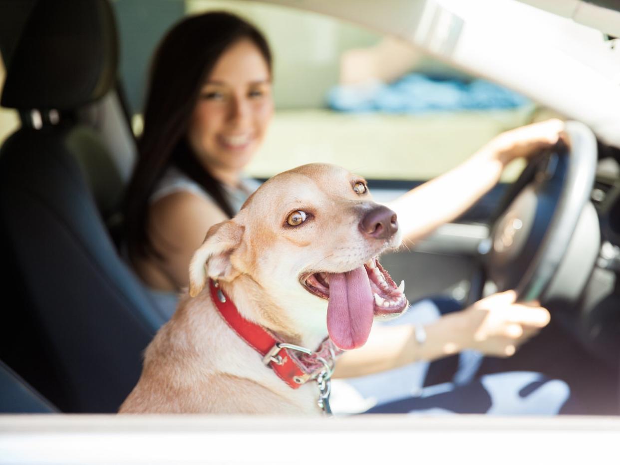 dog in car