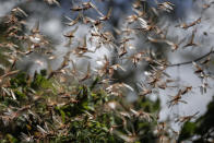 Swarms of locusts take flight after members of the National Youth Service sprayed pesticide on them in Elburgon, in Nakuru county, Kenya Wednesday, March 17, 2021. It's the beginning of the planting season in Kenya, but delayed rains have brought a small amount of optimism in the fight against the locusts, which pose an unprecedented risk to agriculture-based livelihoods and food security in the already fragile Horn of Africa region, as without rainfall the swarms will not breed. (AP Photo/Brian Inganga)