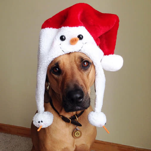 15 furry friends who do not share your Christmas spirit