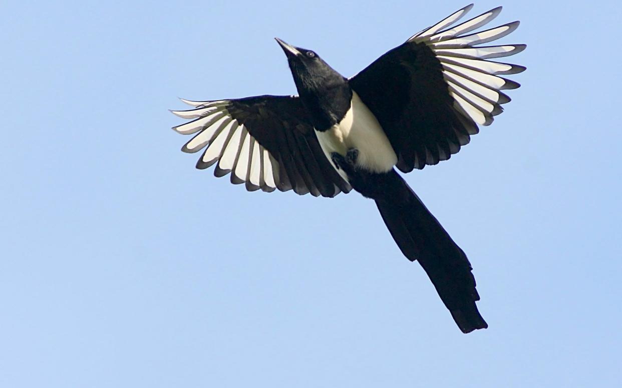 Magpies are a common nuisance during Australian spring - Getty Images Contributor