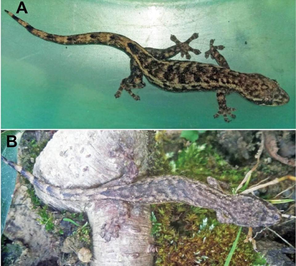 Dos de las lagartijas Lungcu encontradas en el área del estudio.