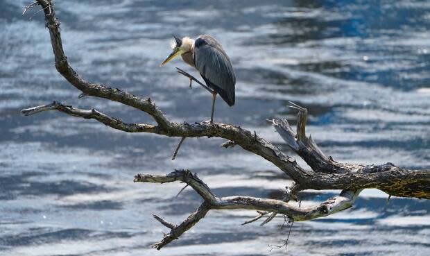 An adult Great Blue Heron stands on a dead tree on the banks of the Ottawa River  in Gatineau, Que., last week. (Sean Kilpatrick/Canadian Press - image credit)