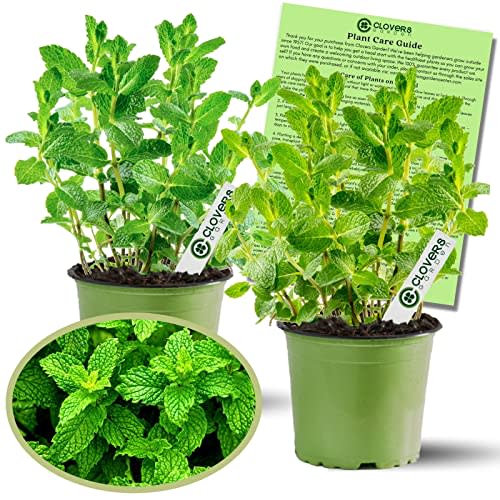 Clovers Garden Peppermint Mint Herb Plants - Two (2) Live Plants – Non-GMO - Not Seeds - Each 4