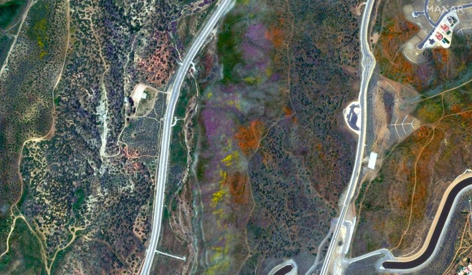 A multi-coloured burst of wildflowers between highways in Palmdale, California (Satellite image ©2023 Maxar Technologies)