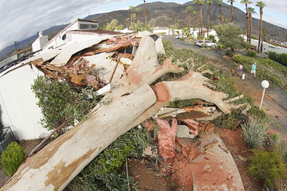 Terry and Jack Flanigan walk their dogs past a eucalyptus tree that fell on a house Monday, Aug. 21, 2023, in Palm Desert, Calif. Tropical Storm Hilary drenched Southern California from the coast to the desert resort city of Palm Springs, forcing rescuers to pull several people from swollen rivers, before heading east and flooding a county about 40 miles outside of Las Vegas. | Mark J. Terrill, Associated Press