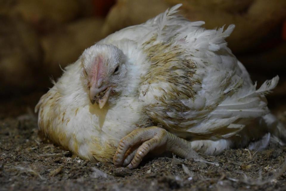 Chickens were found with serious deformities (Animal Equality)