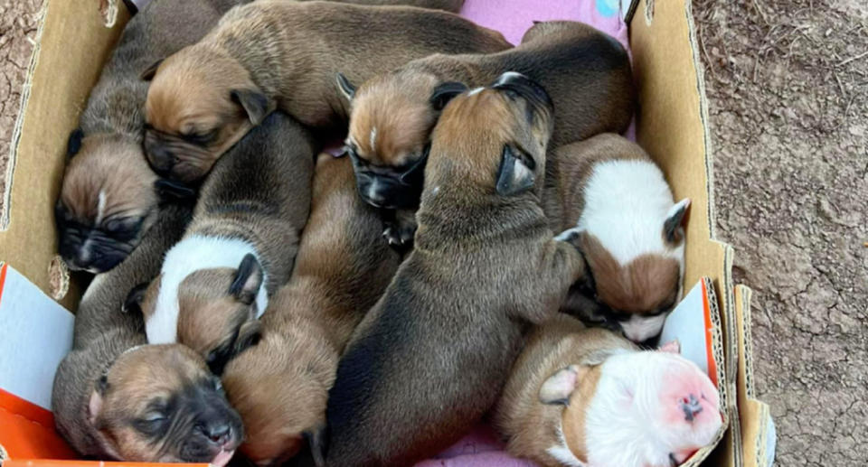 The dumped dogs can be seen in a cardboard box. 