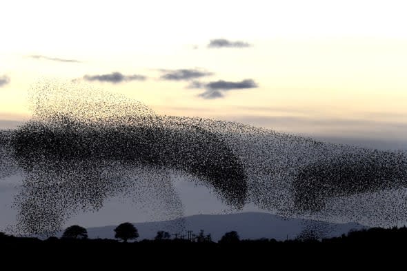 Beautiful starling display captured