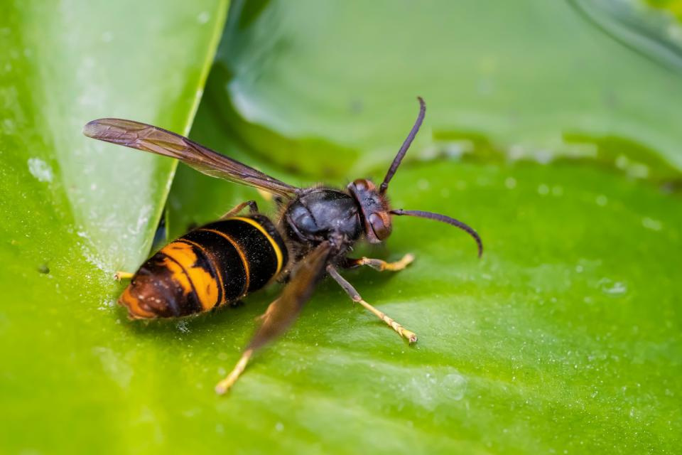 Asian predatory Hornet (Vespa velutina) drinking from a leaf, Jardin des plantes in front of the Museum national d'histoire naturelle, Paris, France