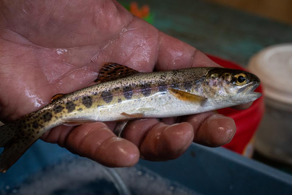 Rick Rodriguez (Tech II) holds a steelhead captured in a screw trap Sept. 27, 2023, on the Secesh River in the Payette National Forest, near Yellow Pine, Idaho.