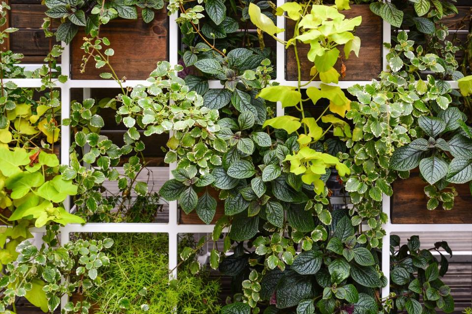 vertical garden with asparagus, ivy and other plants