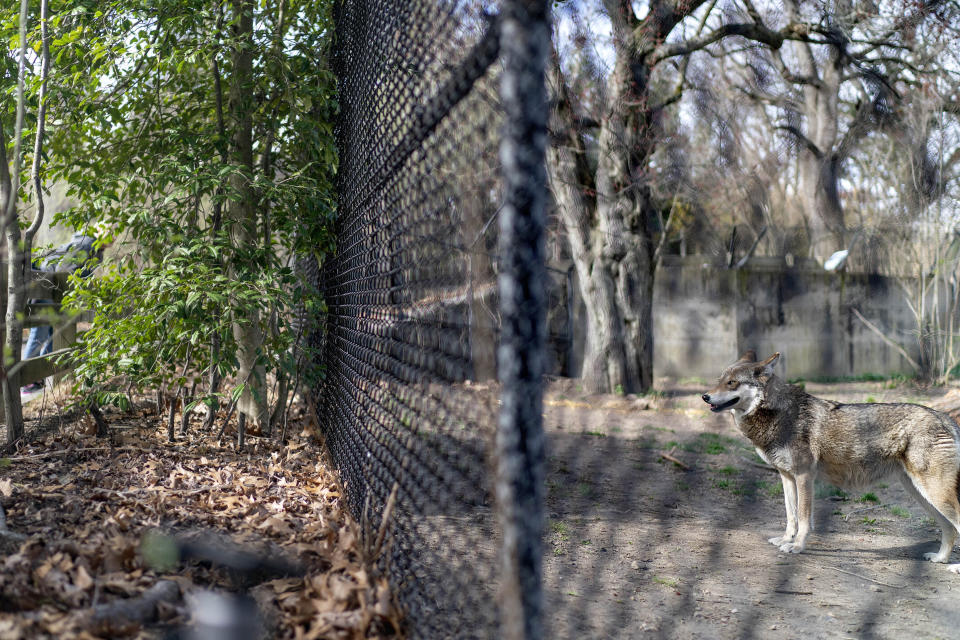 Brave, a 7-year-old mother red wolf, looks out from her enclosure at the Roger Williams Park Zoo in Providence, R.I., Wednesday, April 12, 2023. In 2020, conservationists sued the U.S. Fish and Wildlife Service, alleging the suspension of captive red wolf releases violated the Endangered Species Act. Releases and pup fostering resumed the following year. In early August, the agency settled with the groups, promising regular releases from the captive population, which currently stands at around 270, over the next eight years. (AP Photo/David Goldman)