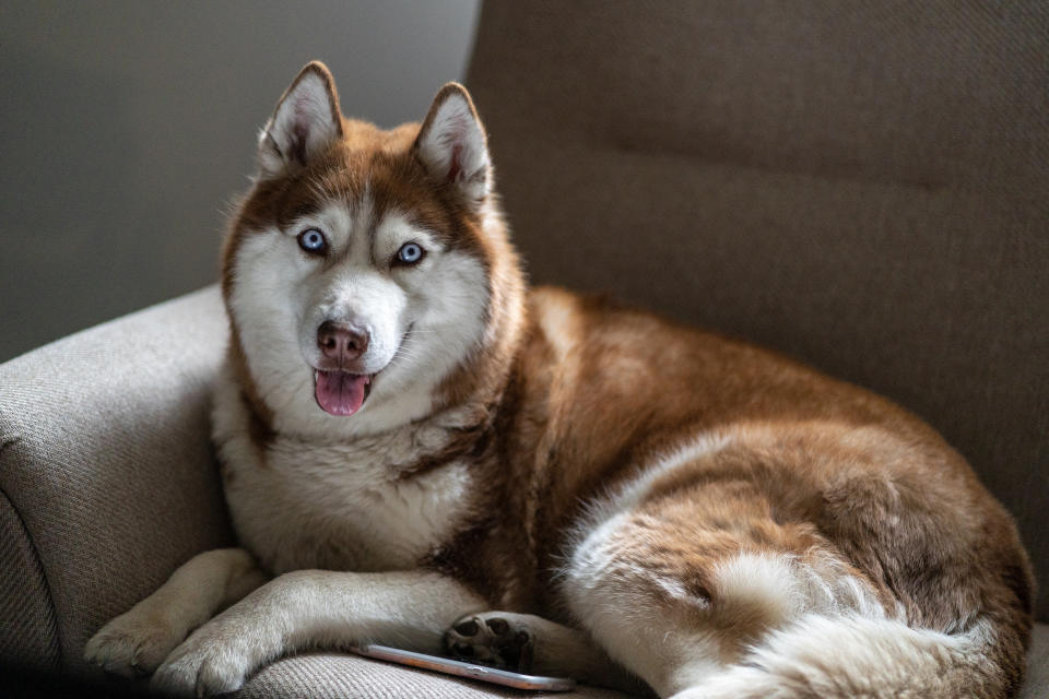 Ein Husky hatte viel Spaß mit der Lichteranlage seines Herrchens. (Symbolbild: Getty Images)