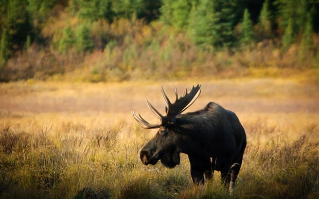 A moose on the runway caused one pilot to forget to lower his landing gear