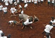 Villagers try to control a bull during a bull-taming festival on the outskirts of Madurai town, about 500 km (310 miles) from the southern Indian city of Chennai January 16, 2014. The annual festival is part of south India's harvest festival of Pongal. REUTERS/Babu (INDIA - Tags: SOCIETY ANNIVERSARY ANIMALS)