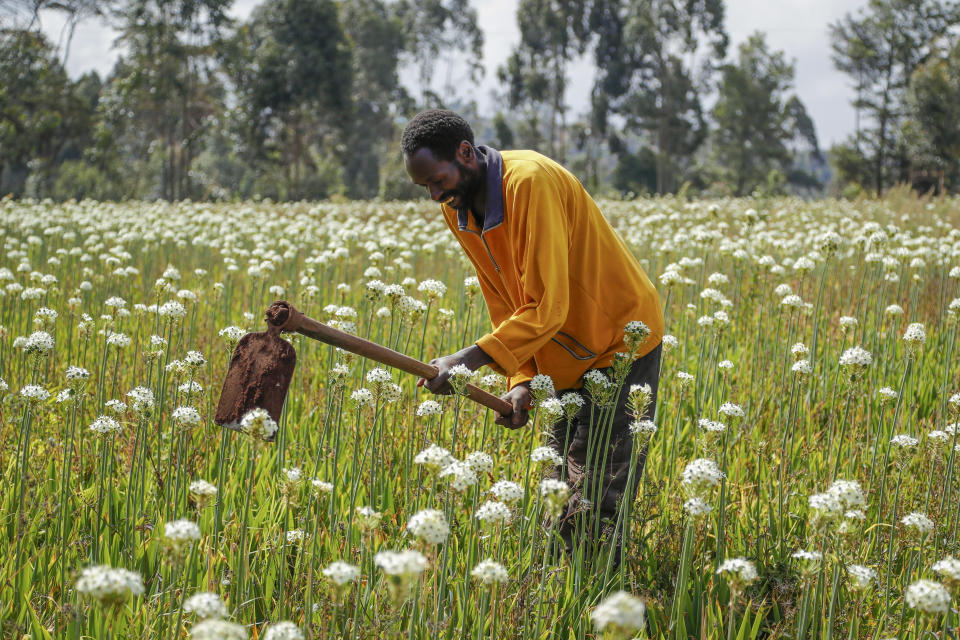 Farmer Charles Gachie removes weeds with a hoe at a flower plantation in Kiambu, near Nairobi, in Kenya Thursday, March 31, 2022. Russia's war in Ukraine has pushed up fertilizer prices that were already high, made scarce supplies rarer still and squeezed farmers, especially those in the developing world struggling to make a living. (AP Photo/Brian Inganga)