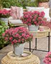 <p>A unique variety with masses of distinctive hot pink, star-shaped flowers on long, narrow pointed leaves in both spring and autumn. A compact and versatile evergreen that will bring a splash of colour to pots, borders, or even inside the house thanks to good heat and cold tolerance.</p><p>• <a href="https://www.harespringcottageplants.co.uk/" rel="nofollow noopener" target="_blank" data-ylk="slk:Hare Spring Cottage Plants;elm:context_link;itc:0;sec:content-canvas" class="link ">Hare Spring Cottage Plants</a></p>