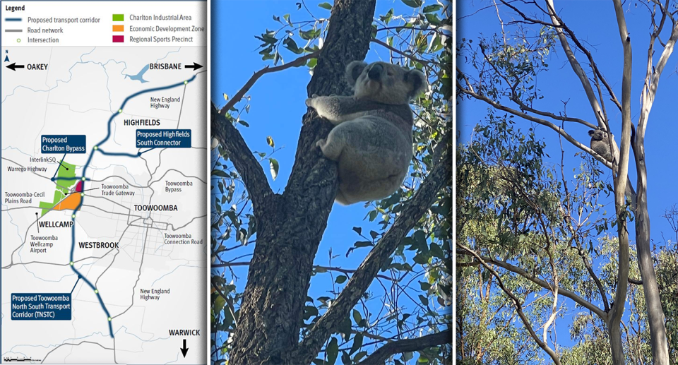 Left - the proposed route. Right and centre - Koalas in trees.
