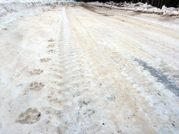 The tracks of a large male Amur tiger appeared overnight along this logging road in the southern Russian Far East. Given the region's deep snows in winter, tigers often use roads as travel corridors, which exposes them to the risk of vehicle st
