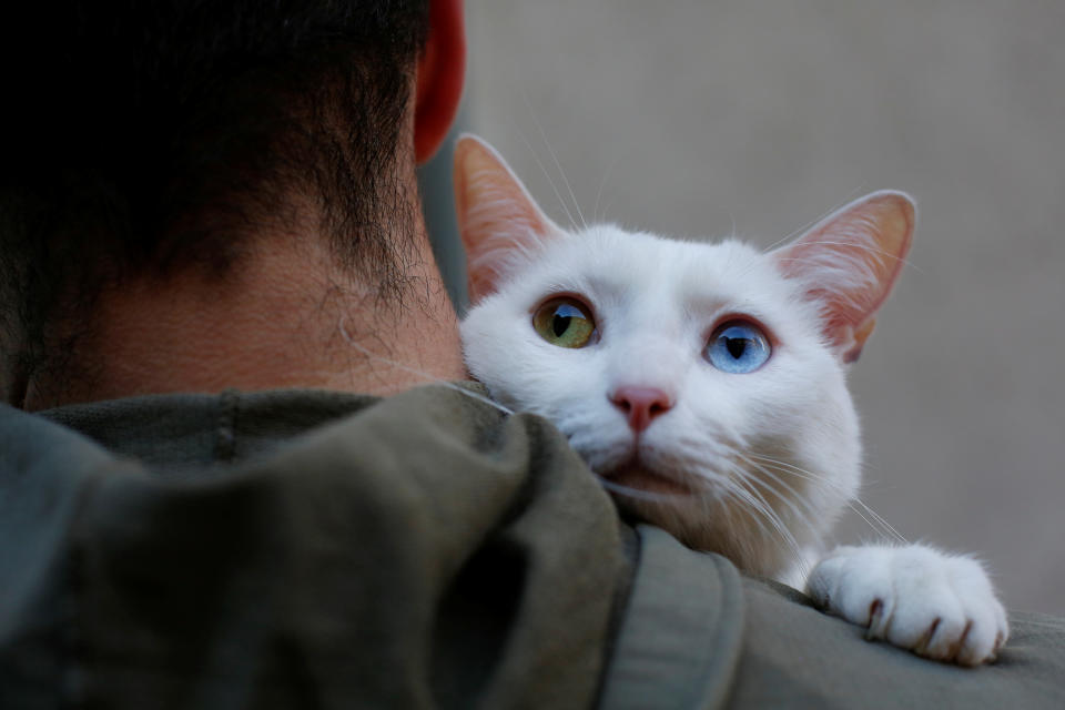 Blessing of the animals on St. Anthony’s Day