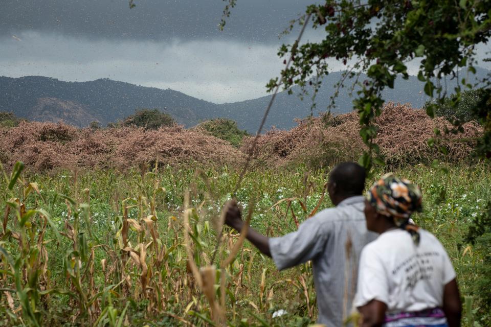 Farmers look across as swarms of pink desert locusts create a thick blanket covering trees on their farmland in Katitika village, Kitui county, Kenya.