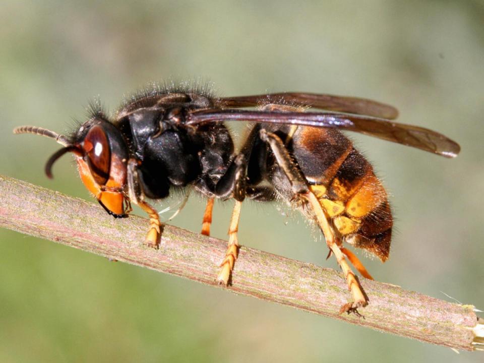 Asian hornets reached France in 2005 and have spread steadily (Getty Images)