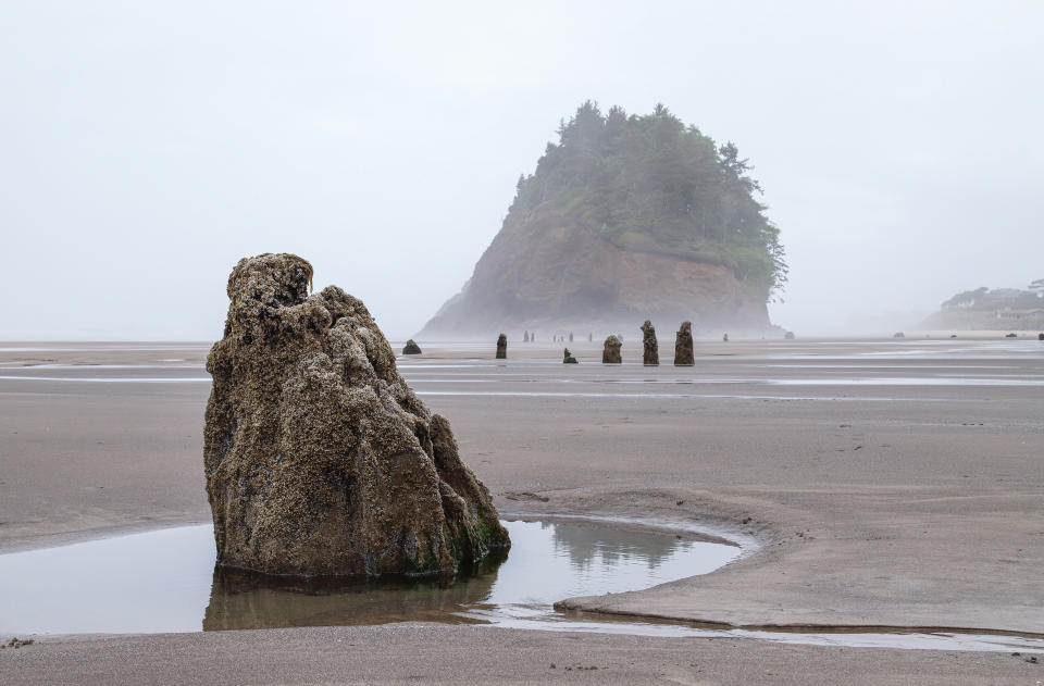 En Neskowin, Oregon, la marea baja descubre un 'bosque fantasma