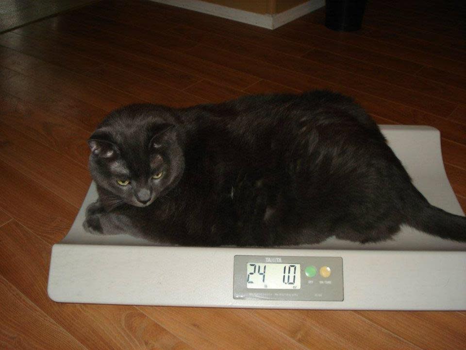 <div class="caption-credit"> Photo by: Fredericton SPCA / Facebook</div>Tiny, shown here looking skeptically at the scale read-out, seems like a pretty big cat, skeletally. What's his goal weight? Haggerty agrees that "he does have quite a large frame, so his goal weight is 15 to 17 pounds." He's hovering around 19 pounds at the moment. Not far away! <br>