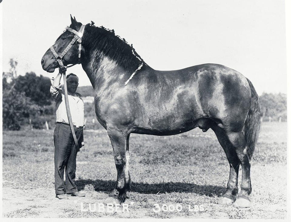 A man standing next to a giant horse, with his entire body underneath the horse's head