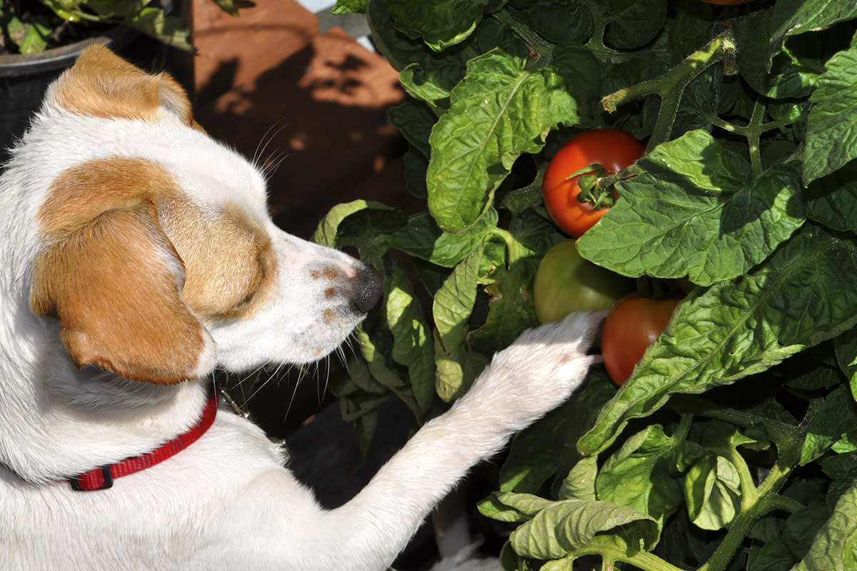 https://www.gettyimages.com/detail/photo/curious-dog-sniffing-tomatoes-royalty-free-image/509681513?phrase=dog+Tomato+plants